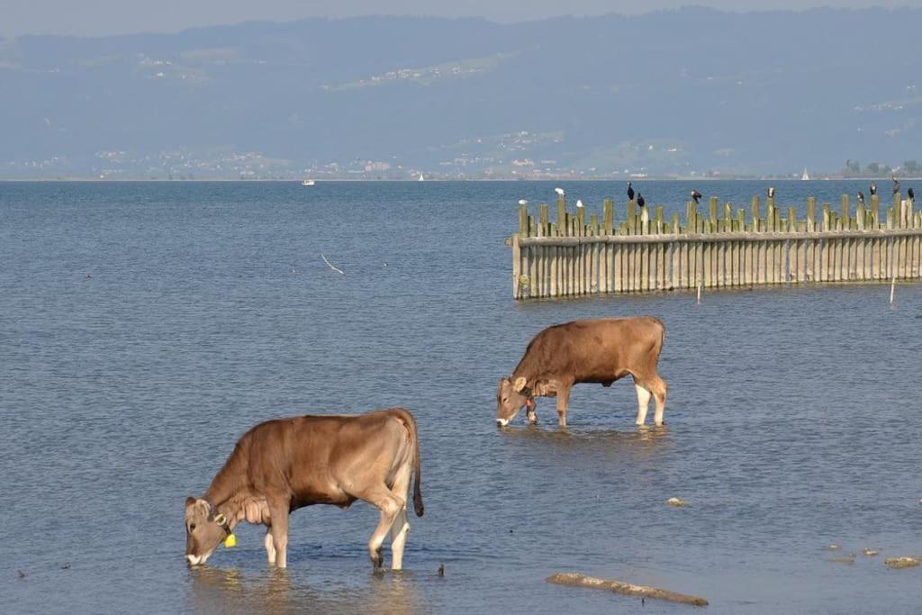 Bodensee Apartments, Sauna, Lake Walks, Free Parking, Self Checkin, Nature Reserve, Restaurants Nearby Gaissau  Екстер'єр фото